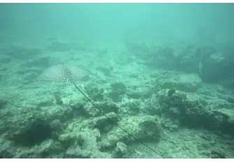 Eagle rays should to admired from afar as their venomous tail spikes can cause serious wounds