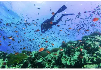Get involved and volunteer to help with marine conservation in Thailand 