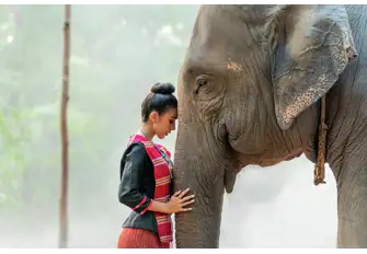 For those who are truly adventurous, the Elephant Jungle Sanctuary located in downtown Chiang Mai offers a unique experience&nbsp;
