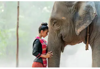 For those who are truly adventurous, the Elephant Jungle Sanctuary located in downtown Chiang Mai offers a unique experience 