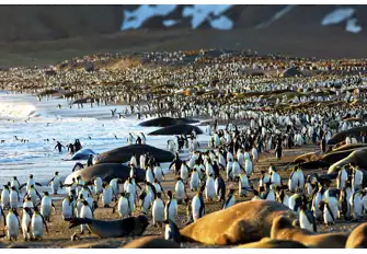 King penguins and elephant seals in their thousands share beaches around South Georgia's coast