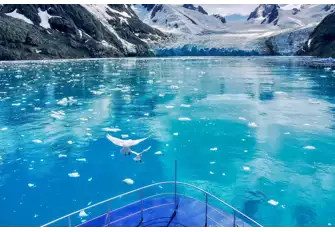 Cruise up the cobalt-coloured ice melt to the tip of glaciers, like this one in Drygalski Fjord-