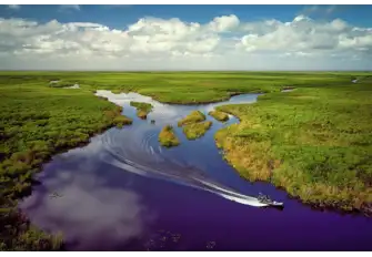 Discover the resident alligators of the Everglades National Park