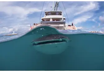 Stern to Whale Shark - CJ Coetzee, 2022 entrant