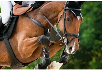 World-class horses and hard-fought showjumping will keep you on the edge of your seat