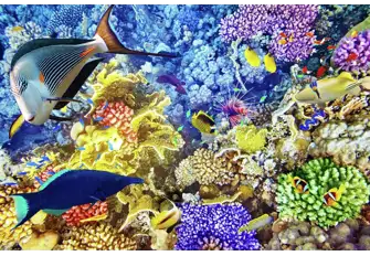 Discover the vibrant colours of the sea and observe the sealife