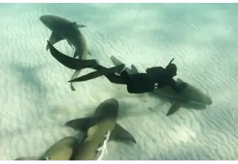 With over 500 species, sharks are truly magnificent creatures