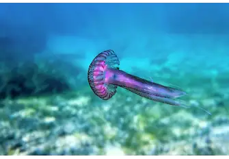 The ability to create light exists in approximately 50 percent of jellyfish