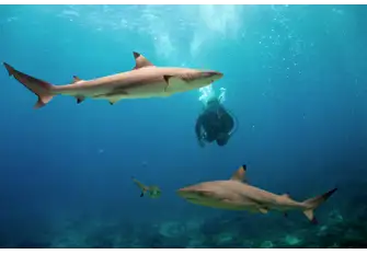 These protected waters are home to eight species of sharks and to Napoleon wrasse