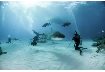 Explore the shallow waters of Tiger Beach and discover the variety of shark species that populate the waters