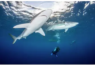 Silky sharks have a strong sense of hearing allowing them to hunt effectively for prey