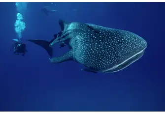Get ready to swim with sharks in their natural habitat 
