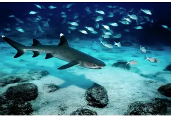 Whitetip reef sharks are known to be shy as they swim away when approached by divers and swimmers