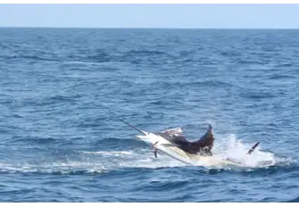 Fishing in Costa Rica promises exhilarating sport