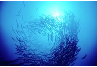 Australia's fish-rich waters are legendary