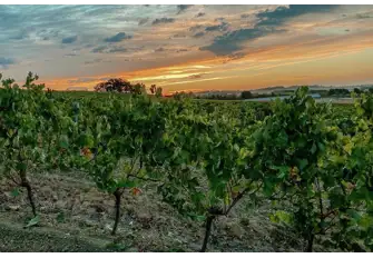 The climate and the terroir are perfect for a whole host of grape varieties