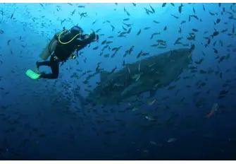 Visit out of season to swim with whale sharks and fish close to the shore