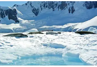 Leopard seals bask on ice floes in the sun