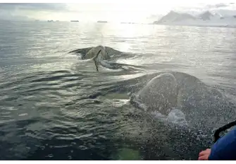 Orca patrol these waters as apex predators