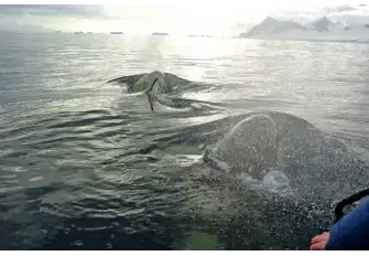 Orca patrol these waters as apex predators