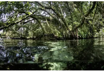 Kayak through the mangroves of the Solomon Islands
