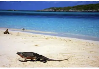 Allen Cay iguanas roam the beach in the Exuma Land and Sea Park
