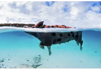 The famous swimming pigs of Big Major Cay in the Exumas