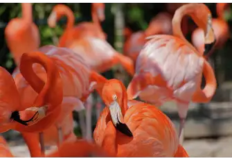 See flamingoes at the Ardastra Gardens and Wildlife Conservation Centre
