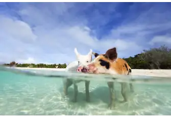 Swimming pigs are only found in The Bahamas