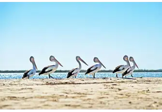 Watch the pelicans diving for fish at Sandy Point
