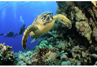 Get ready for a close encounter with amazing marine life