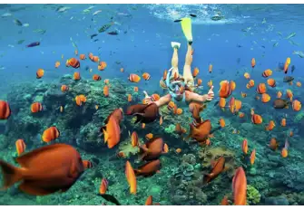The shallow Tobago Cays are ideal for snorkelling