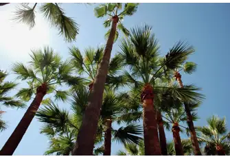Cannes' beach clubs are a good start to your night out