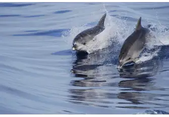 Watch the antics of playful dolphins from the deck