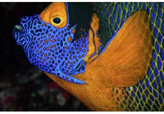 Dive with a blue-light torch to see another dimension