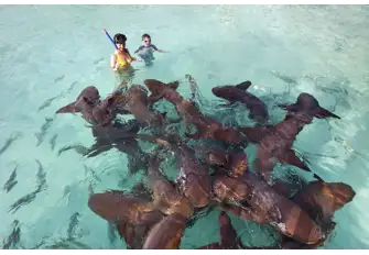 Vaavu Atoll is the spot to find nurse sharks