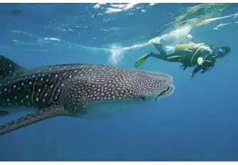 Diving in the Maldives is exceptional