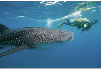 Diving in the Maldives is exceptional