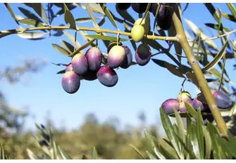 Discover the secrets of oilve oil tasting