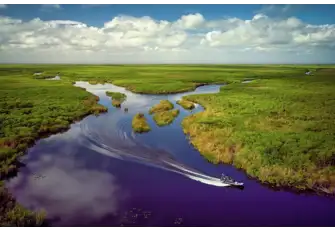The Everglades National Park is home to some unique flora and fauna