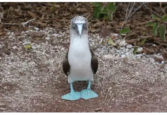 A Blue-footed Booby shows off his funky footwear