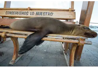 Don't mind me! Sealions are part of city life too