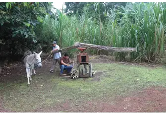 Farmers use tried and tested tools to harvest and crush sugar cane!