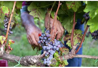 Cornelissen's diversified approach reaps unexpected benefits