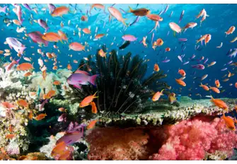 Anthias weave among pristine corals, Fiji has some very special diving