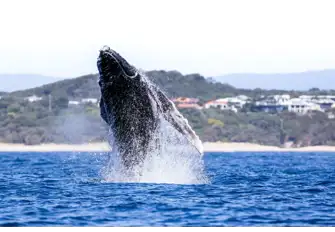 Humpback whales are just one of Australia's spectacular natural wonders