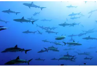 Black-tipped reef sharks glide effortlessly through the pass