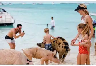 These cute pigs are a major lure for families