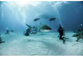 Tiger sharks are among the species of shark that share these waters