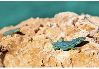 Formentera has fascinating indigenous wildlife